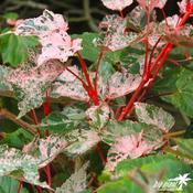Acer Red Flamingo image