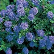 Ceanothus t. Repens image