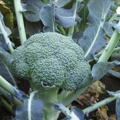 Broccoli image