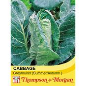 Cabbage Greyhound