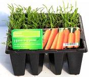Carrots image