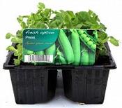 Pea image