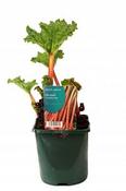 Rhubarb image