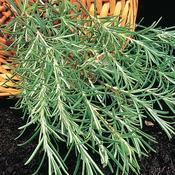 Herb Rosemary image