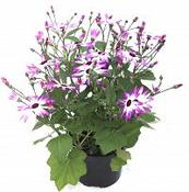 Senetti