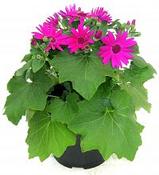 Senetti Magenta