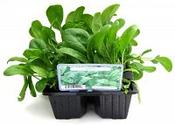 Spinach image
