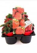 Strawberry 6pk Tray