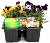 Viola Mixed Trays