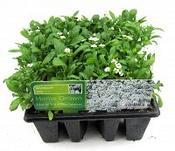Alyssum White image