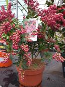 Pieris Forest Flame 3ltr image