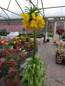 Fritillaria imperalis Aurora 1pack