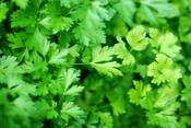 Parsley Flat Leaf