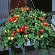 Tomato Tumbler