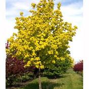 Acer Princeton Gold image