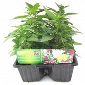 ANTIRRHINUM 6PK image