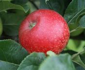 Malus Beauty of Bath image
