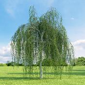 Betula Pendula Youngii image