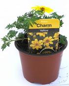 Bidens Yellow Charm