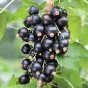 Blackcurrant Ben Sarex