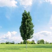 Carpinus Fastigata image