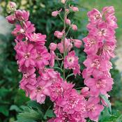 Delphinium Astolat image
