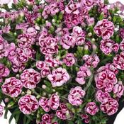 Dianthus Charmy image