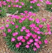 Dianthus Kahori 2ltr image