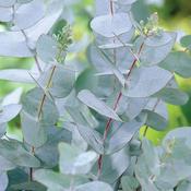 Eucalyptus Gunnii 7.5ltr image