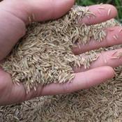 Grass Seed No. 2