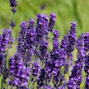 Lavandula Hidcote image