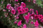 Leptospermum Red Damask image