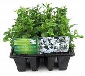 Lobelia Upright White image