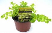 Lysimachia Gold