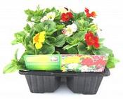 Mimulus image
