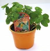 Nasturtium 9cm image