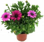 Osteospermum 10cm image