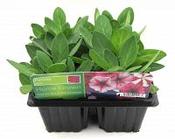 Petunia Mixed Trays image