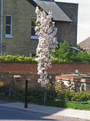 Prunus Amanogawa image
