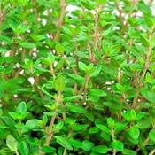 Thyme Herb image