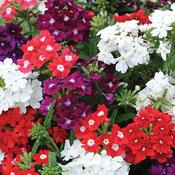 Verbena in trays