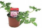 Verbena Candy Cane