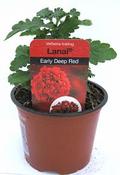 Verbena Dark Red