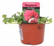 Verbena Hot Rose