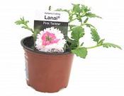 Verbena Pink Twister