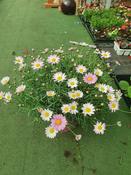 Chrsyanthemum Bush Pink 3ltr