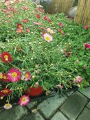 Chrysanthemum Bush Red 3ltr