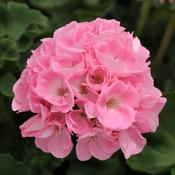 Geranium Light Pink in Pots image