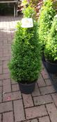 Buxus Pyramid