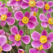 Anemone Splendens 2ltr image
